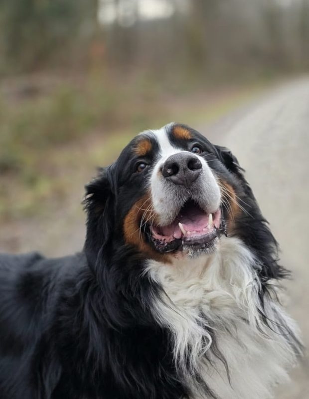 Vito auf einem Spaziergang