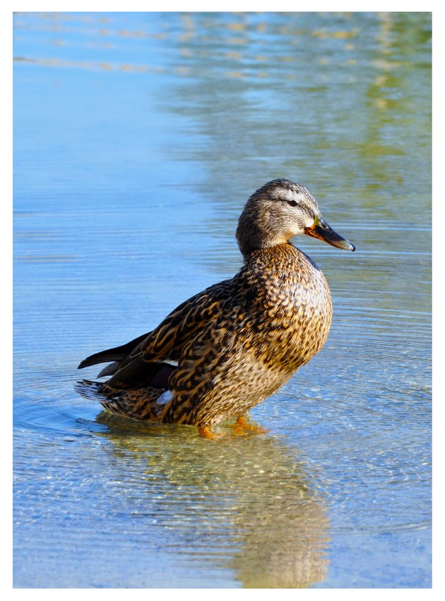 Ente, fotografiert von Delfina