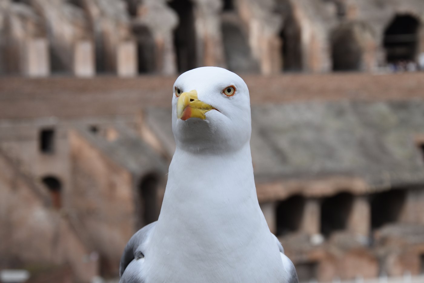Möwe, fotografiert von Delfina